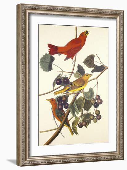 Summer Red Bird-John James Audubon-Framed Art Print