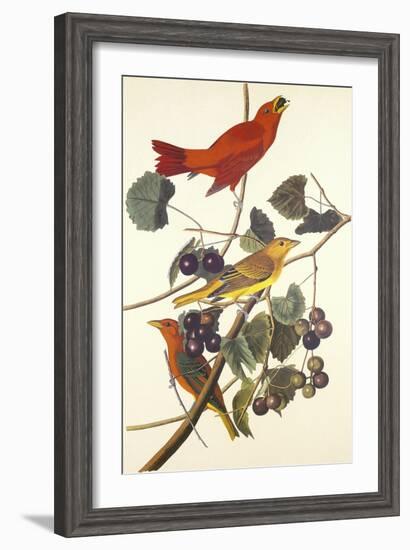 Summer Red Bird-John James Audubon-Framed Art Print