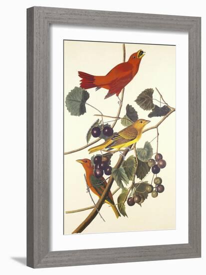 Summer Red Bird-John James Audubon-Framed Art Print