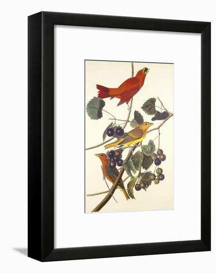 Summer Red Bird-John James Audubon-Framed Art Print