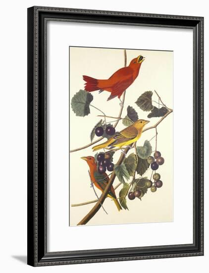 Summer Red Bird-John James Audubon-Framed Art Print