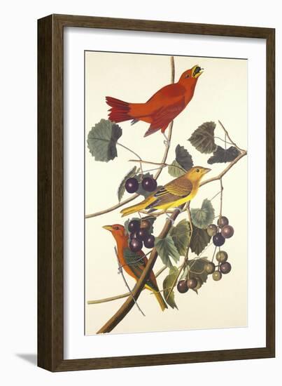 Summer Red Bird-John James Audubon-Framed Art Print