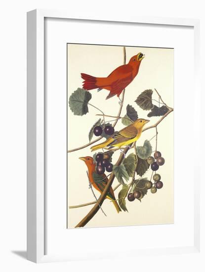 Summer Red Bird-John James Audubon-Framed Art Print