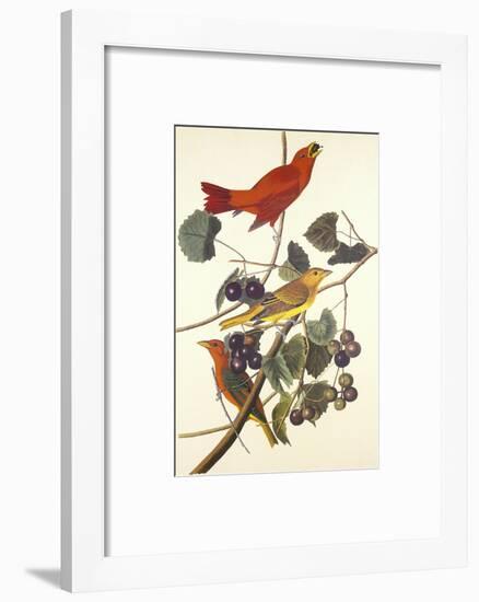 Summer Red Bird-John James Audubon-Framed Art Print