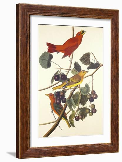 Summer Red Bird-John James Audubon-Framed Art Print