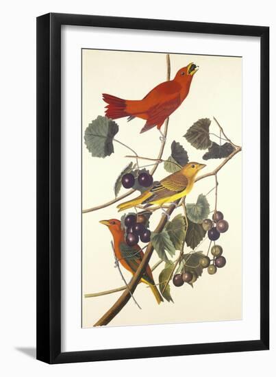 Summer Red Bird-John James Audubon-Framed Art Print