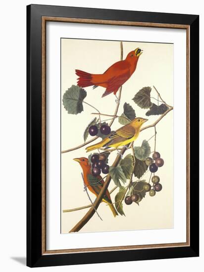 Summer Red Bird-John James Audubon-Framed Art Print