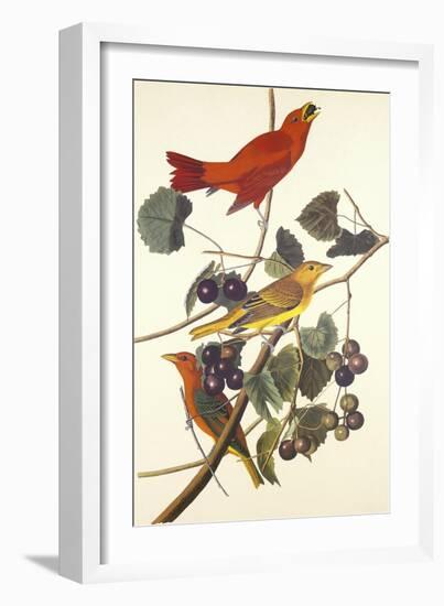 Summer Red Bird-John James Audubon-Framed Art Print