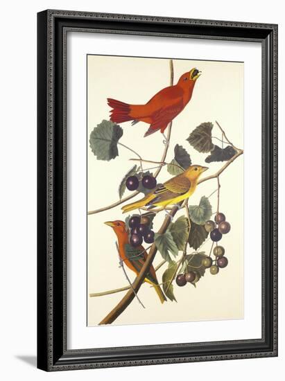 Summer Red Bird-John James Audubon-Framed Art Print