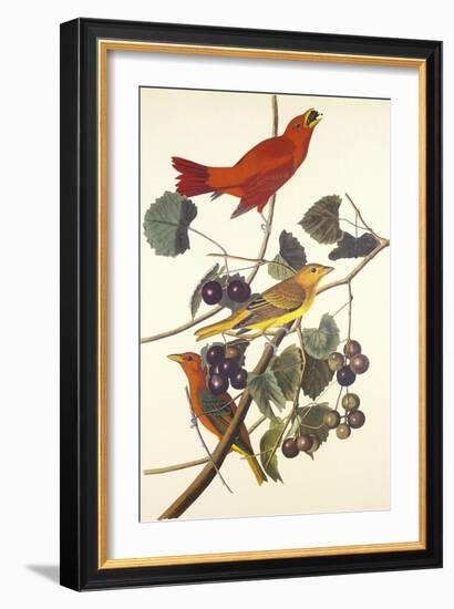 Summer Red Bird-John James Audubon-Framed Art Print