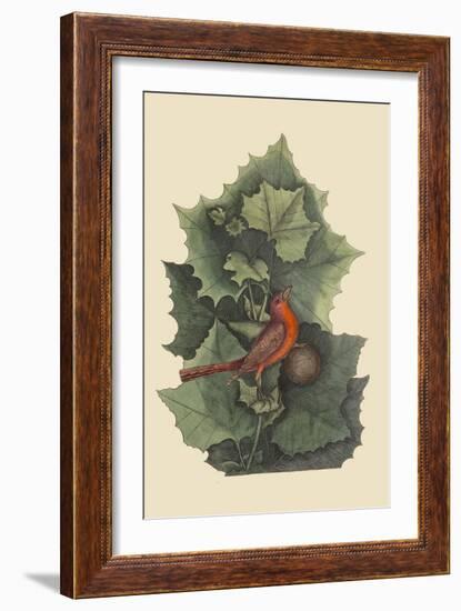 Summer Redbird-Mark Catesby-Framed Art Print