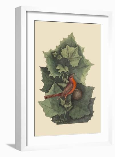 Summer Redbird-Mark Catesby-Framed Art Print