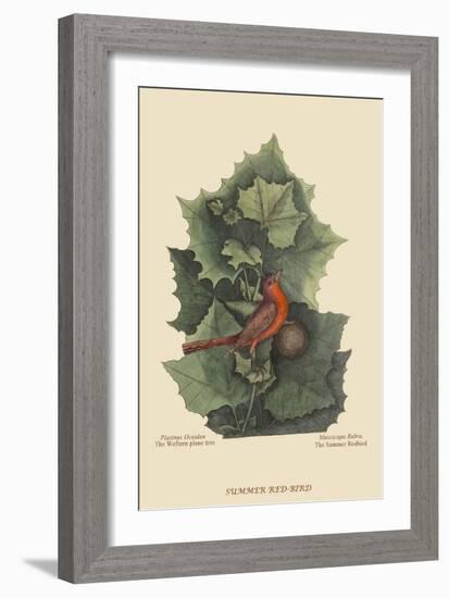 Summer Redbird-Mark Catesby-Framed Art Print