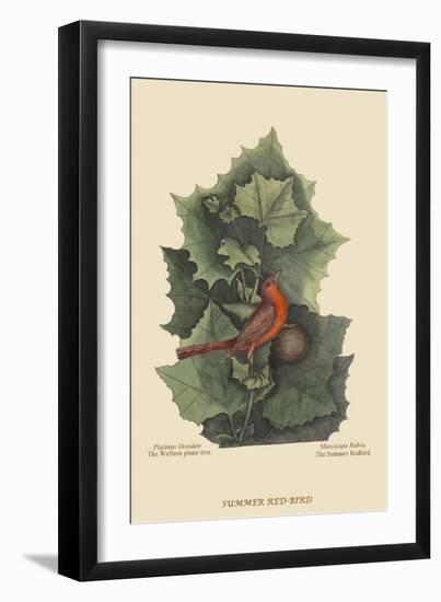 Summer Redbird-Mark Catesby-Framed Art Print