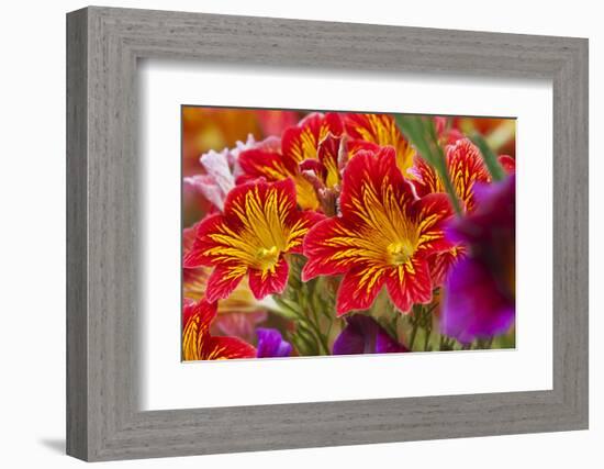 Summer Salpiglossis in Full Bloom, Washington, USA-Terry Eggers-Framed Photographic Print