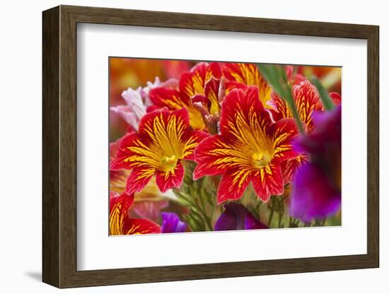 Summer Salpiglossis in Full Bloom, Washington, USA-Terry Eggers-Framed Photographic Print