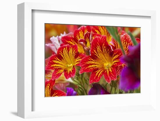 Summer Salpiglossis in Full Bloom, Washington, USA-Terry Eggers-Framed Photographic Print