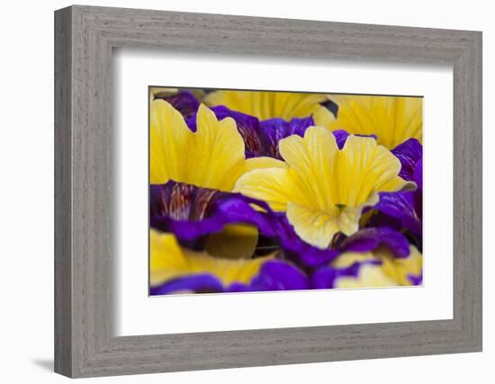 Summer Salpiglossis in Full Bloom, Washington, USA-Terry Eggers-Framed Photographic Print