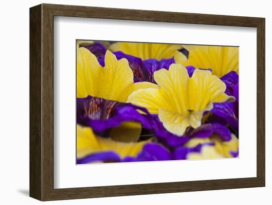 Summer Salpiglossis in Full Bloom, Washington, USA-Terry Eggers-Framed Photographic Print