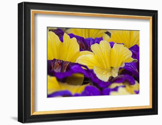 Summer Salpiglossis in Full Bloom, Washington, USA-Terry Eggers-Framed Photographic Print