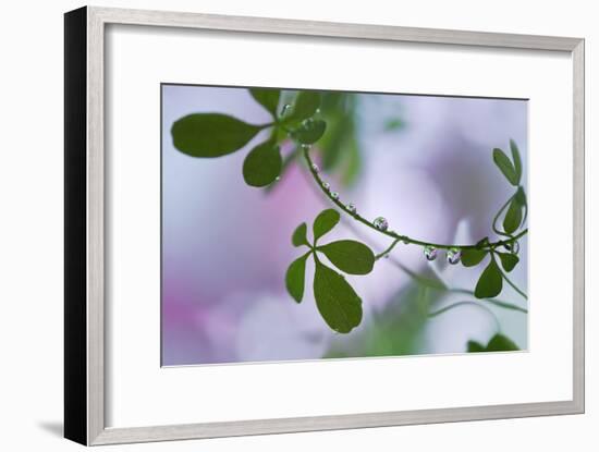 Summer Shadows-Heidi Westum-Framed Photographic Print