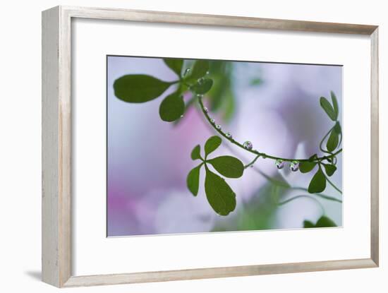 Summer Shadows-Heidi Westum-Framed Photographic Print