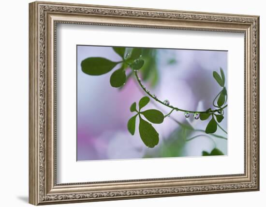 Summer Shadows-Heidi Westum-Framed Photographic Print