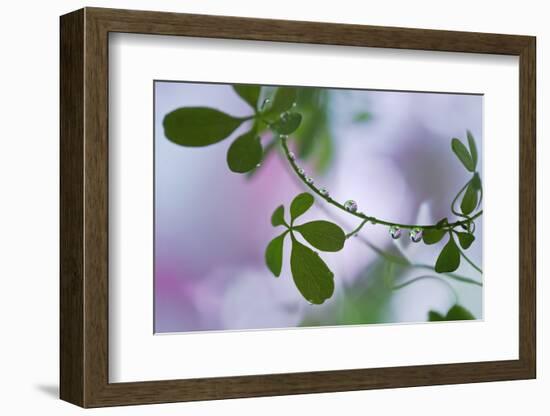 Summer Shadows-Heidi Westum-Framed Photographic Print