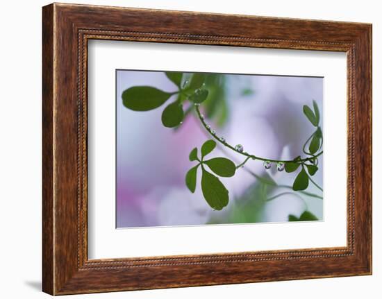 Summer Shadows-Heidi Westum-Framed Photographic Print