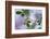 Summer Shadows-Heidi Westum-Framed Photographic Print