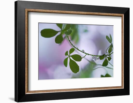 Summer Shadows-Heidi Westum-Framed Photographic Print