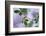 Summer Shadows-Heidi Westum-Framed Photographic Print