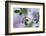 Summer Shadows-Heidi Westum-Framed Photographic Print