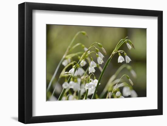 Summer Snowflake (Loddon Lily (Leucojum Aestivum) Flowering in Damp Riverside Woodland-Nick Upton-Framed Photographic Print