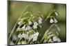 Summer Snowflake (Loddon Lily (Leucojum Aestivum) Flowering in Damp Riverside Woodland-Nick Upton-Mounted Photographic Print
