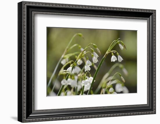 Summer Snowflake (Loddon Lily (Leucojum Aestivum) Flowering in Damp Riverside Woodland-Nick Upton-Framed Photographic Print