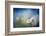 Summer Solstice-Ursula Abresch-Framed Photographic Print