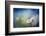 Summer Solstice-Ursula Abresch-Framed Photographic Print