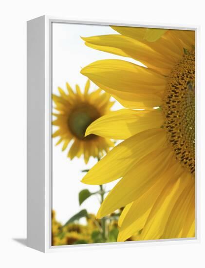 Summer Sunflowers in Tuscany, Italy-Michele Molinari-Framed Premier Image Canvas