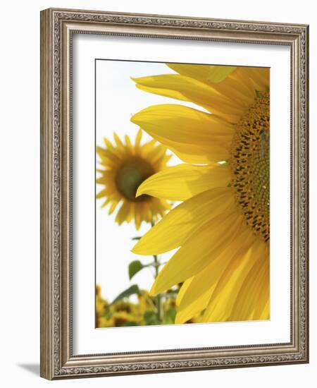 Summer Sunflowers in Tuscany, Italy-Michele Molinari-Framed Photographic Print