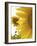 Summer Sunflowers in Tuscany, Italy-Michele Molinari-Framed Photographic Print