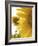 Summer Sunflowers in Tuscany, Italy-Michele Molinari-Framed Photographic Print