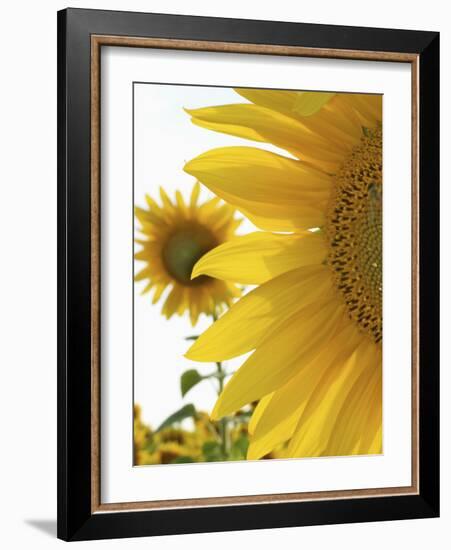 Summer Sunflowers in Tuscany, Italy-Michele Molinari-Framed Photographic Print