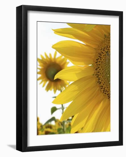 Summer Sunflowers in Tuscany, Italy-Michele Molinari-Framed Photographic Print