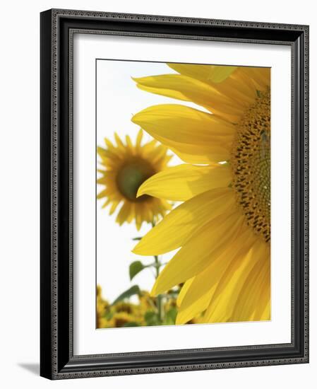 Summer Sunflowers in Tuscany, Italy-Michele Molinari-Framed Photographic Print