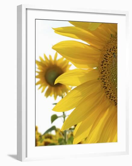 Summer Sunflowers in Tuscany, Italy-Michele Molinari-Framed Photographic Print