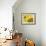 Summer Sunflowers in Tuscany, Italy-Michele Molinari-Framed Photographic Print displayed on a wall