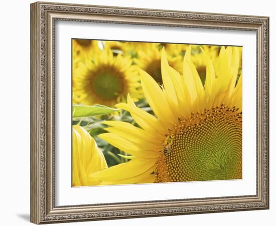 Summer Sunflowers in Tuscany, Italy-Michele Molinari-Framed Photographic Print