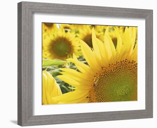 Summer Sunflowers in Tuscany, Italy-Michele Molinari-Framed Photographic Print