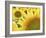 Summer Sunflowers in Tuscany, Italy-Michele Molinari-Framed Photographic Print